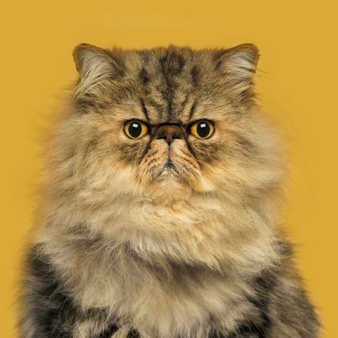 image of a persian cat 