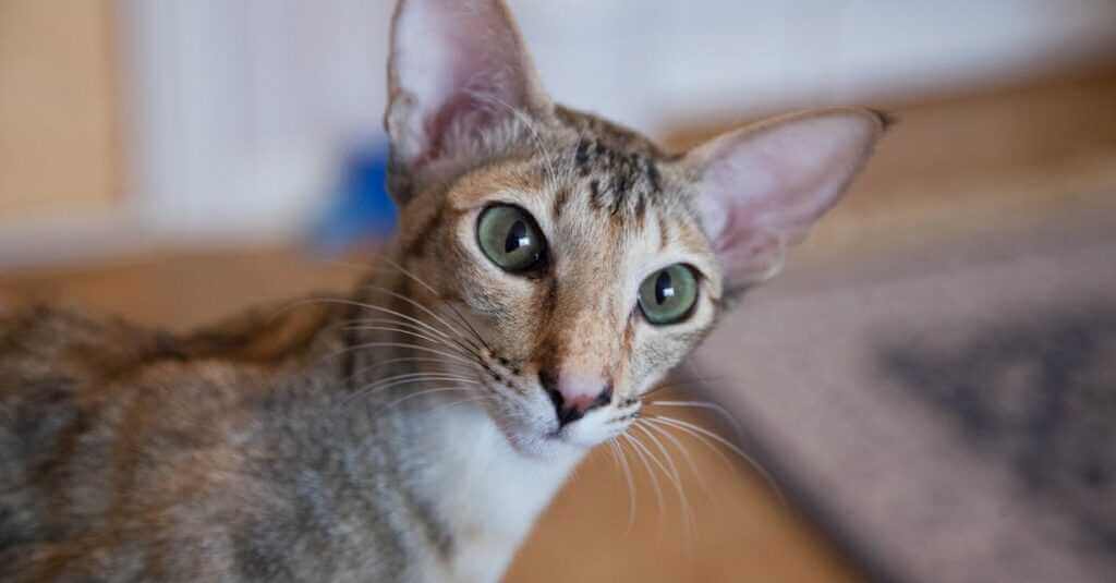 beautiful up close cat picture