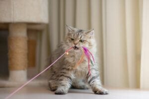 cat playing with toy 