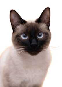 image of a pointed cat 