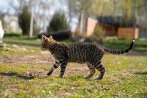 ocicat cat in the lawn 