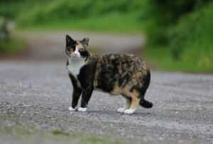 image of a Tortoiseshell cat 