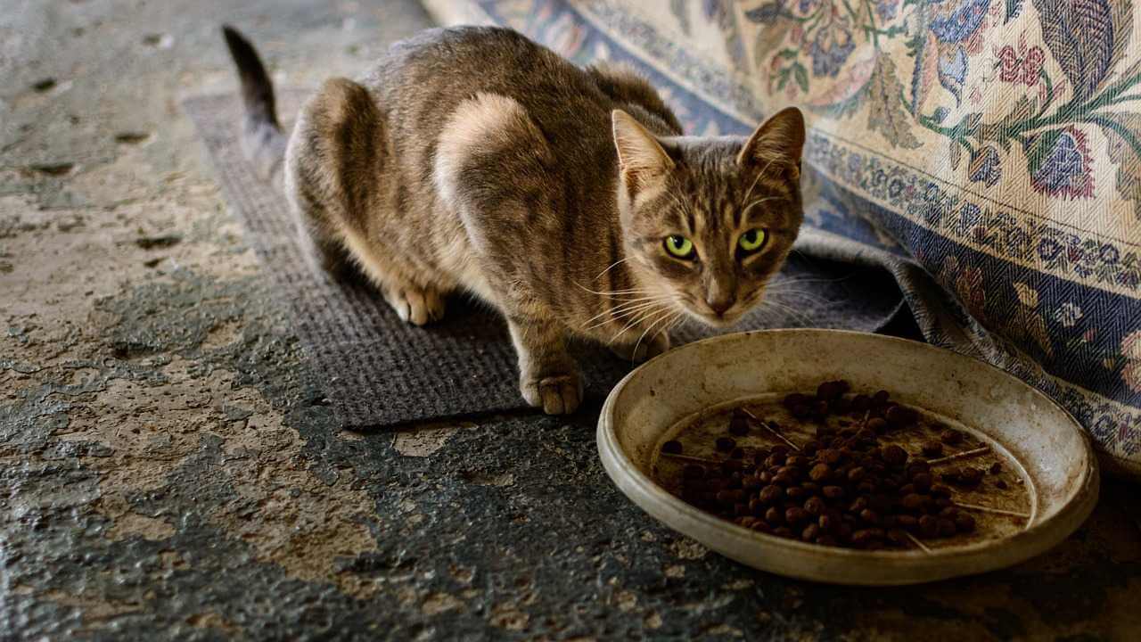 cat, eating, food-5766723.jpg