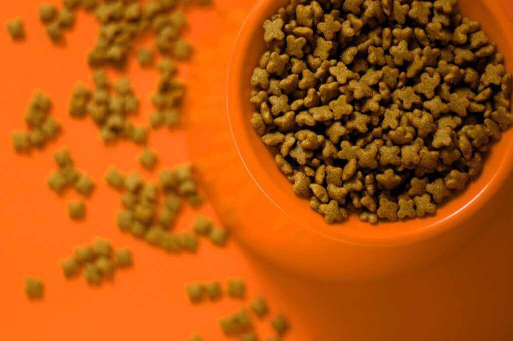 pet food, pet, food-6018384.jpg