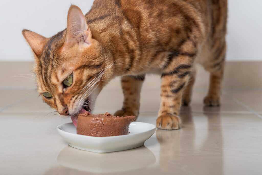 cat eating wet food 