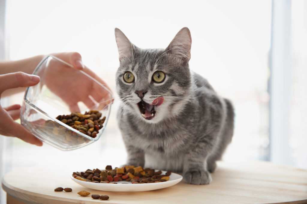 kitten eating dry cat food 