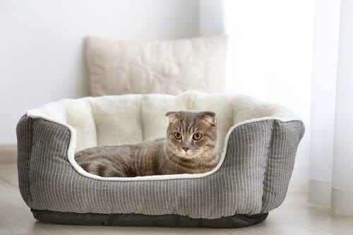 Cat laying in cat bed