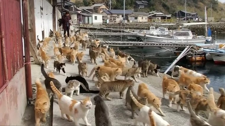 Cats in Japan 