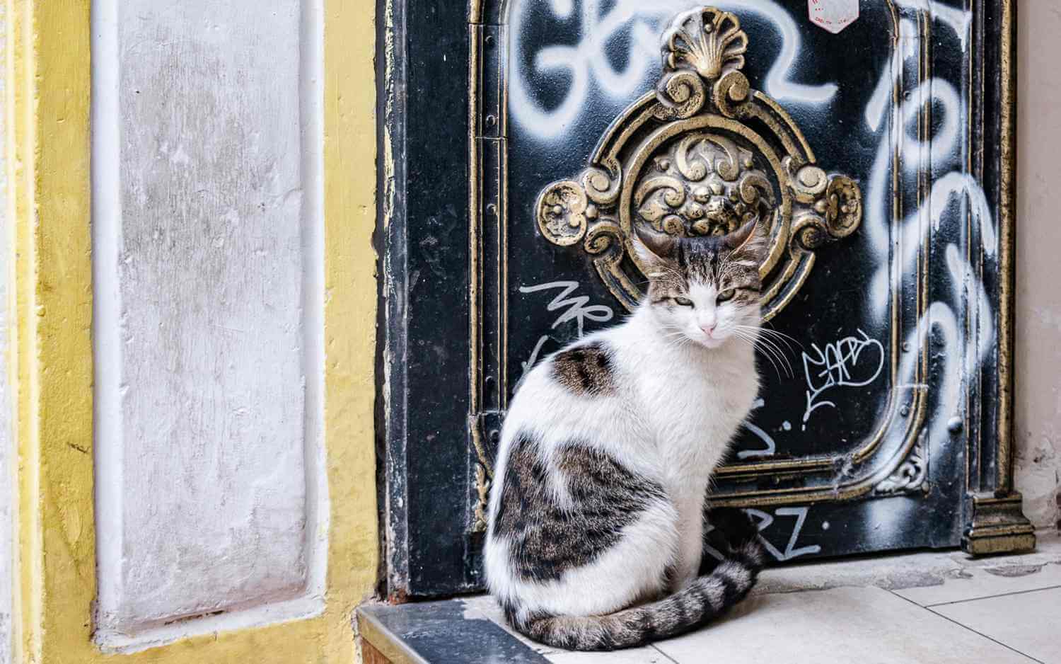 Cats in istanbul