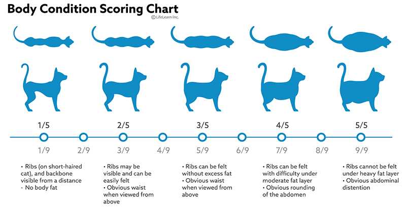 Cat Body Conditioning Scoring Chart 