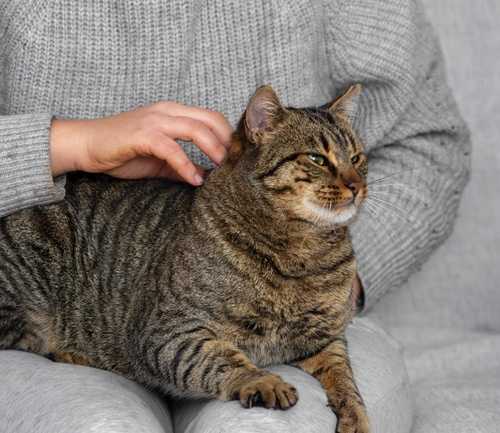 Image of an overweight Cat