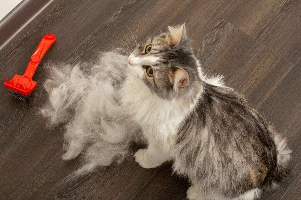 image of a cat after cat  brushing 