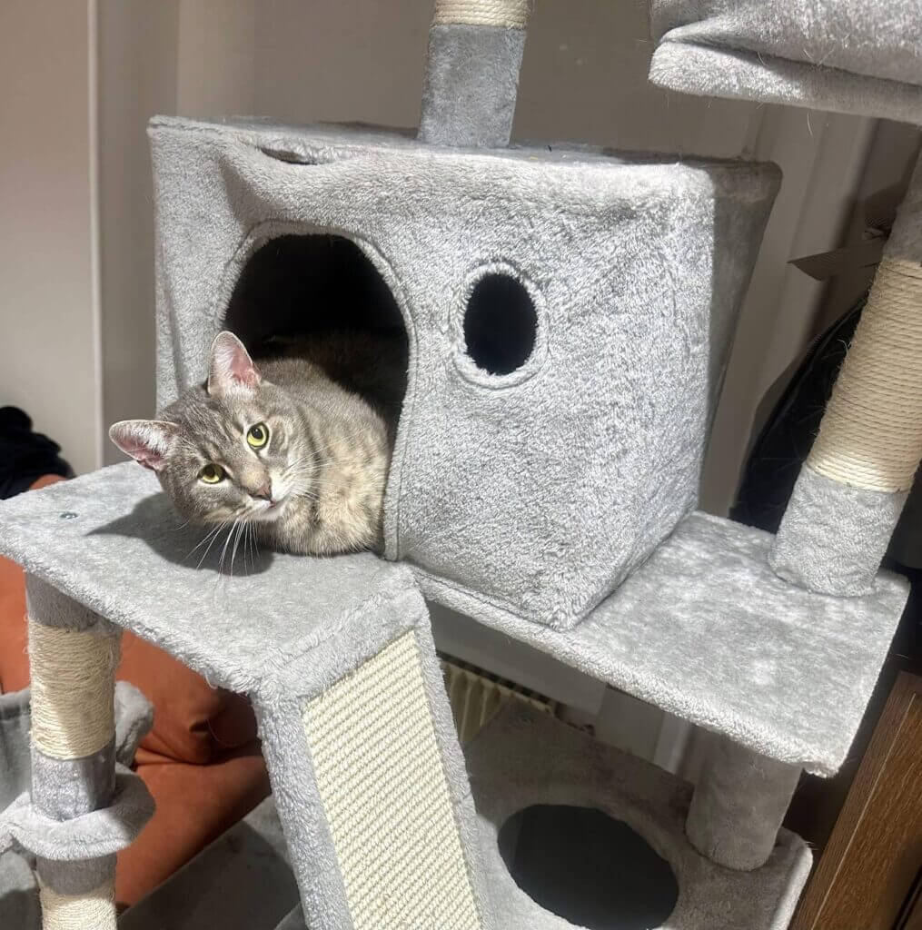 big cat in a cat tree