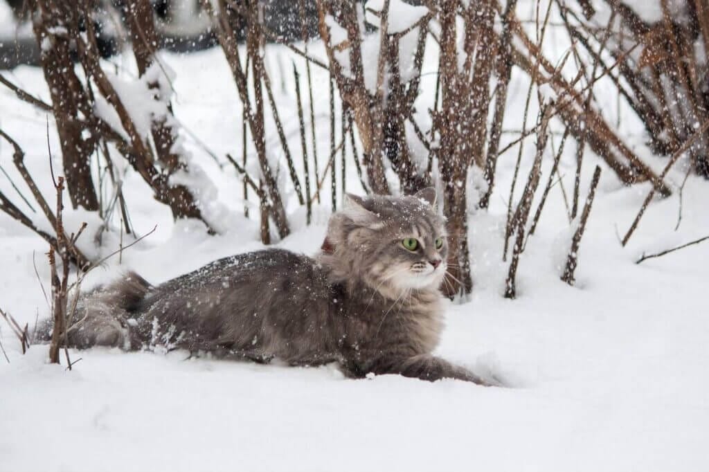 cat sitting in the snow 