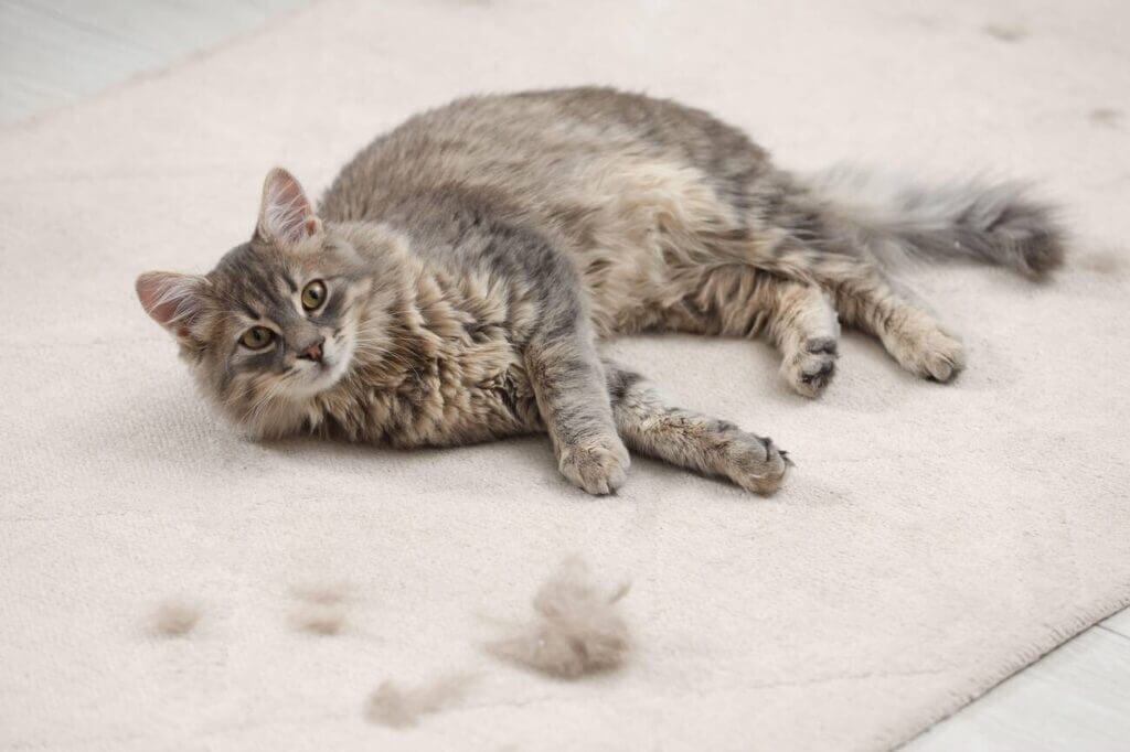 image of a cat shedding some hair 
