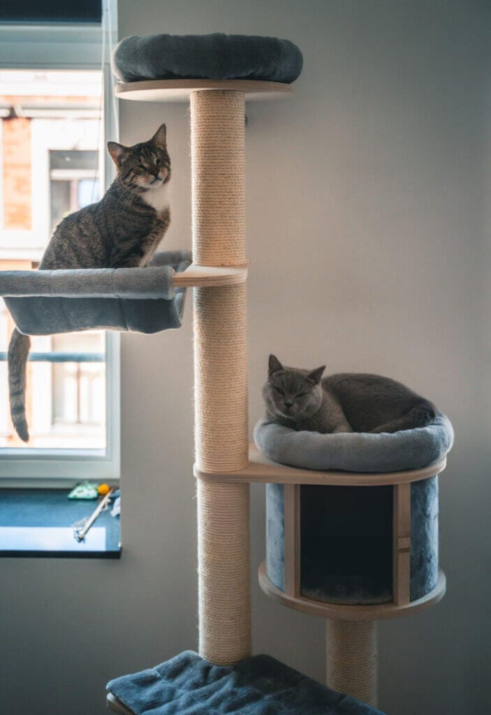 cats sitting on a cat tree