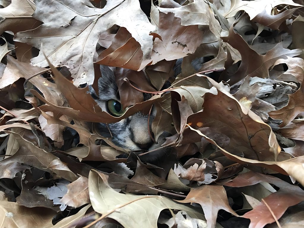 4 reasons why cats love to hide during fall season.