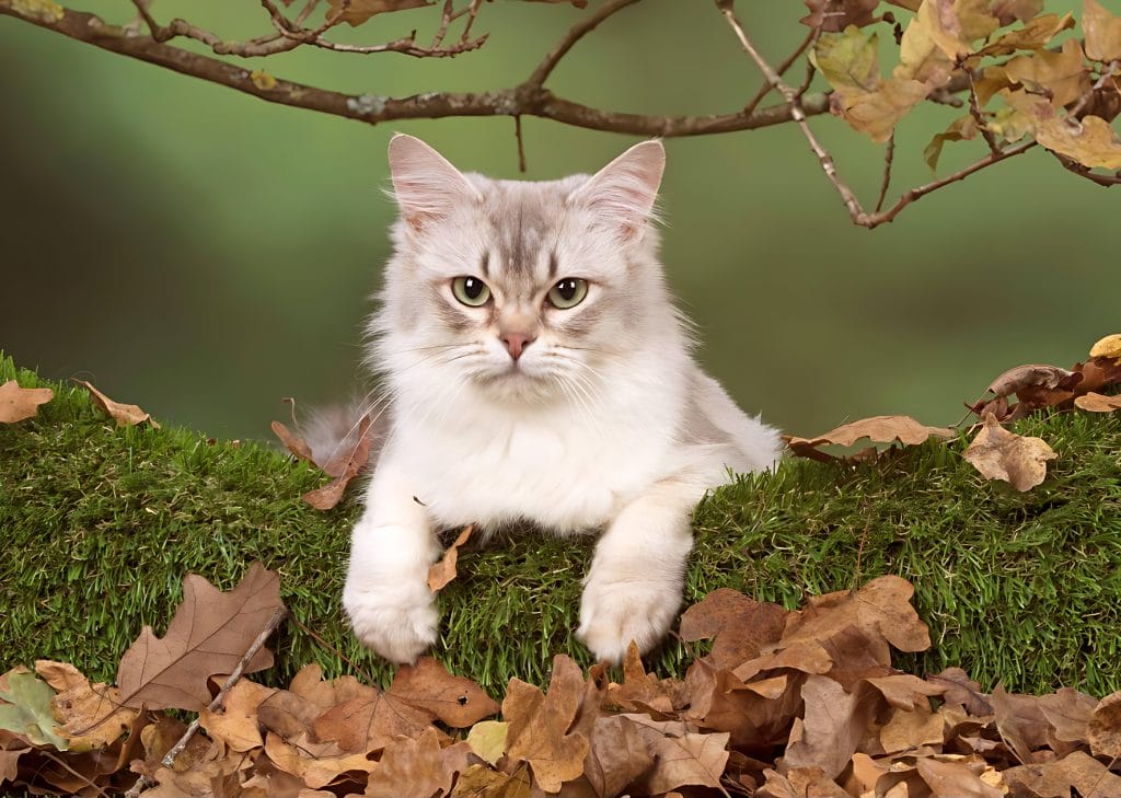 4 reasons why cats love to hide during the fall season
