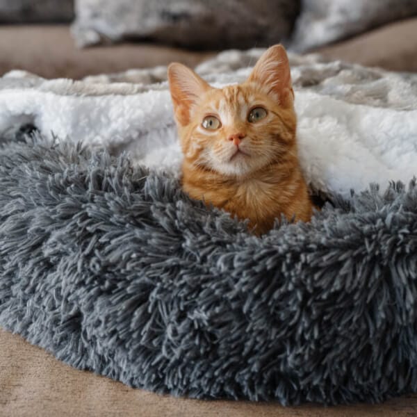 cat laying in a fluffy cat bed 