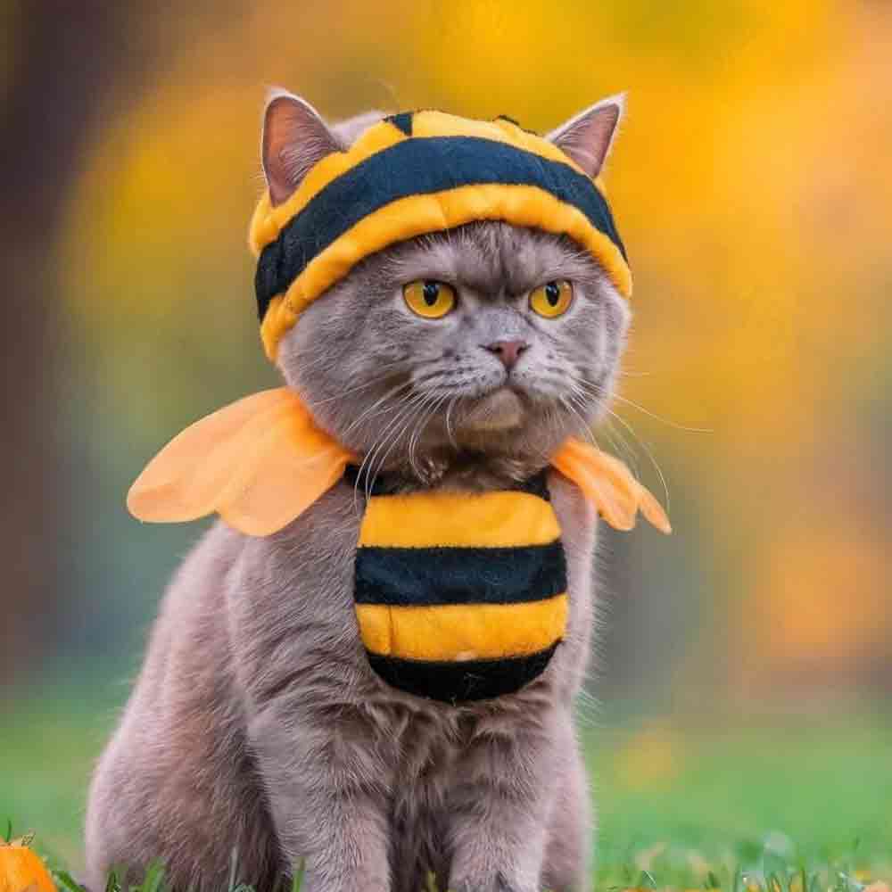 20 best Halloween Costume foryour cat