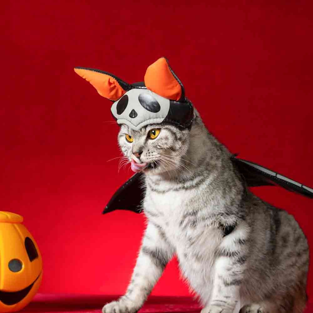 20 best Halloween Costume for your cat