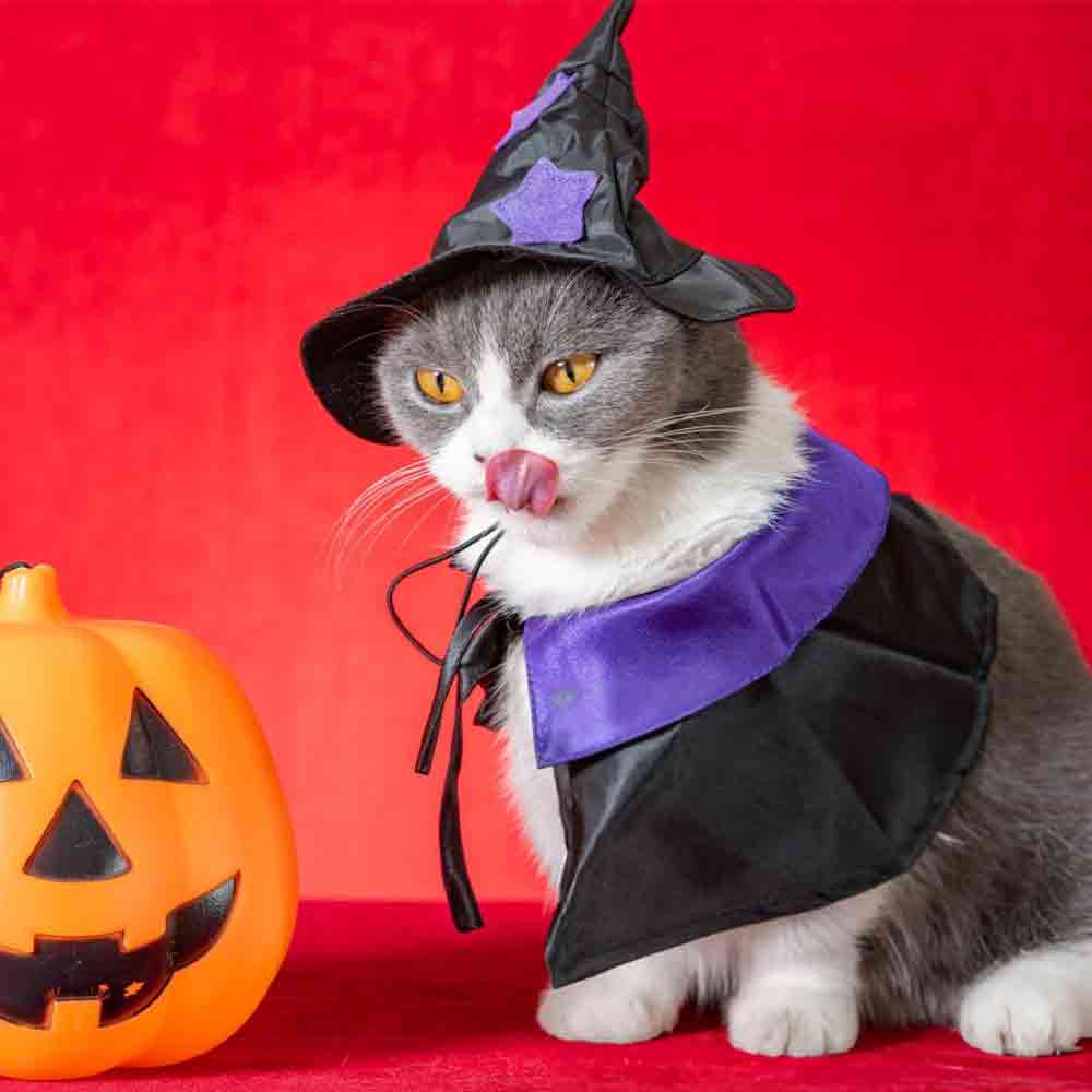 20 best Halloween Costume for your cat