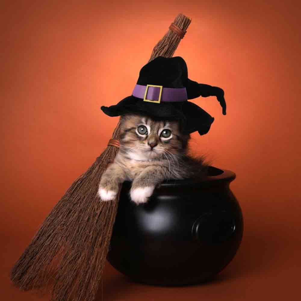 20 best Halloween Costume for your cat