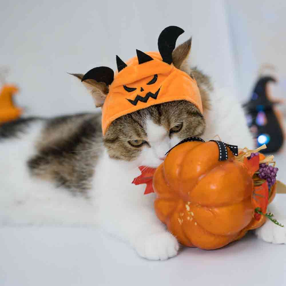 20 best Halloween Costume foryour cat