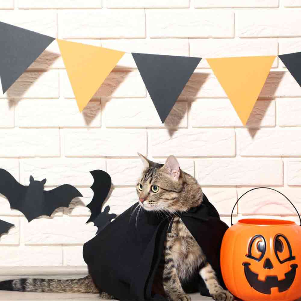 20 best Halloween Costume foryour cat