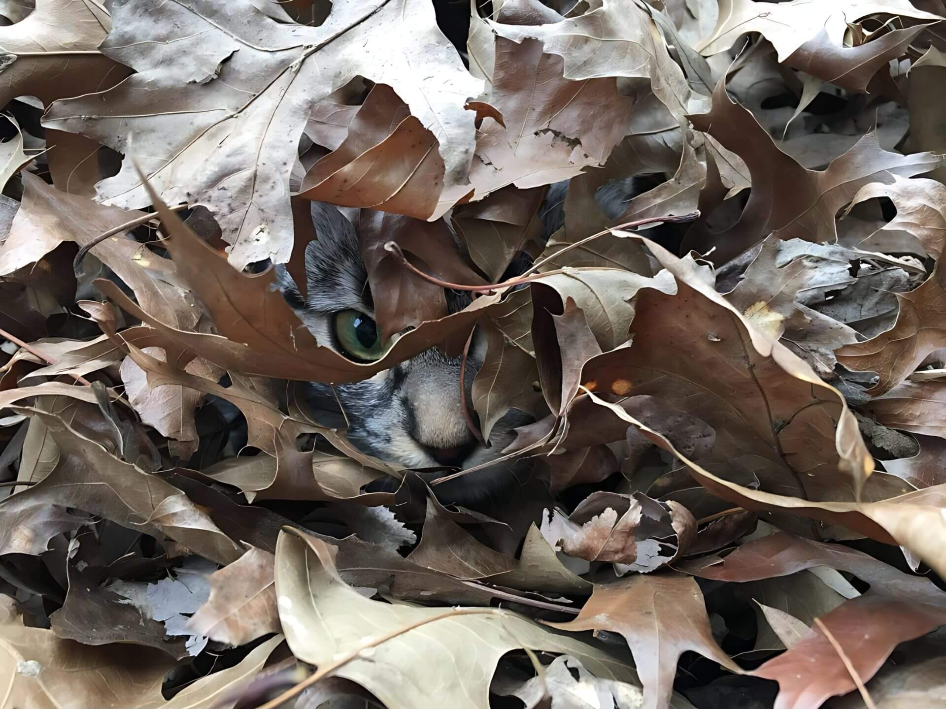 Reasons Why Cats Love to Hide in Fall