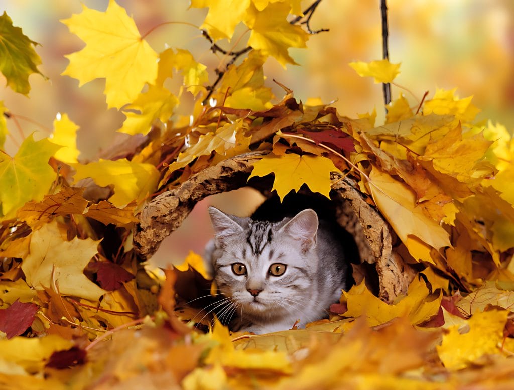 4 reasons why cats love to hide during the fall season 