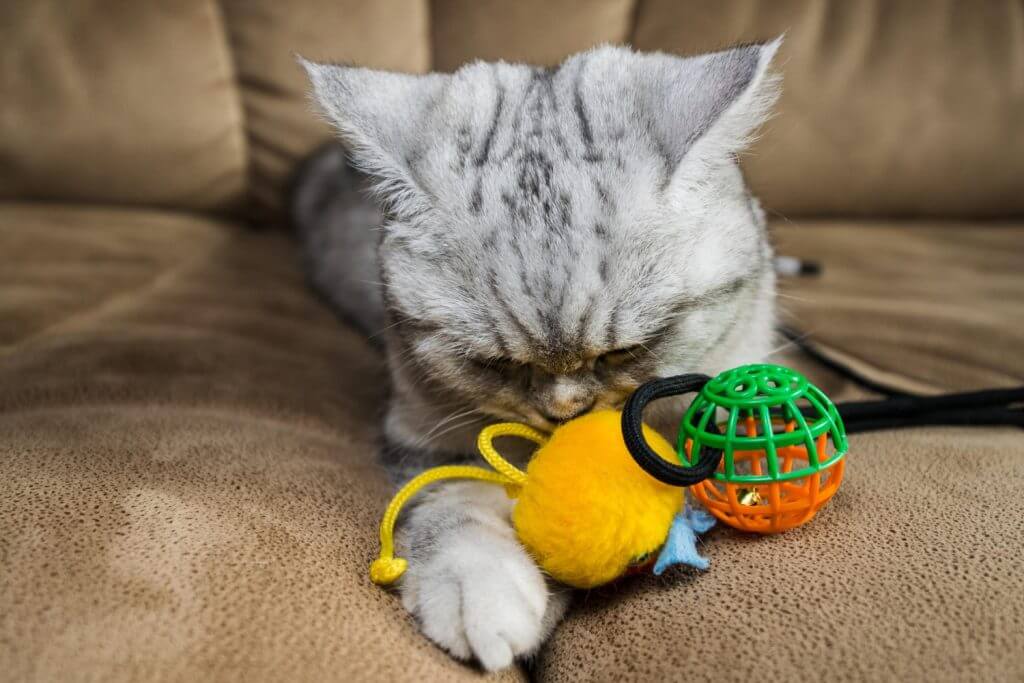 Best 6 cat Toys to keep your feline indoor 