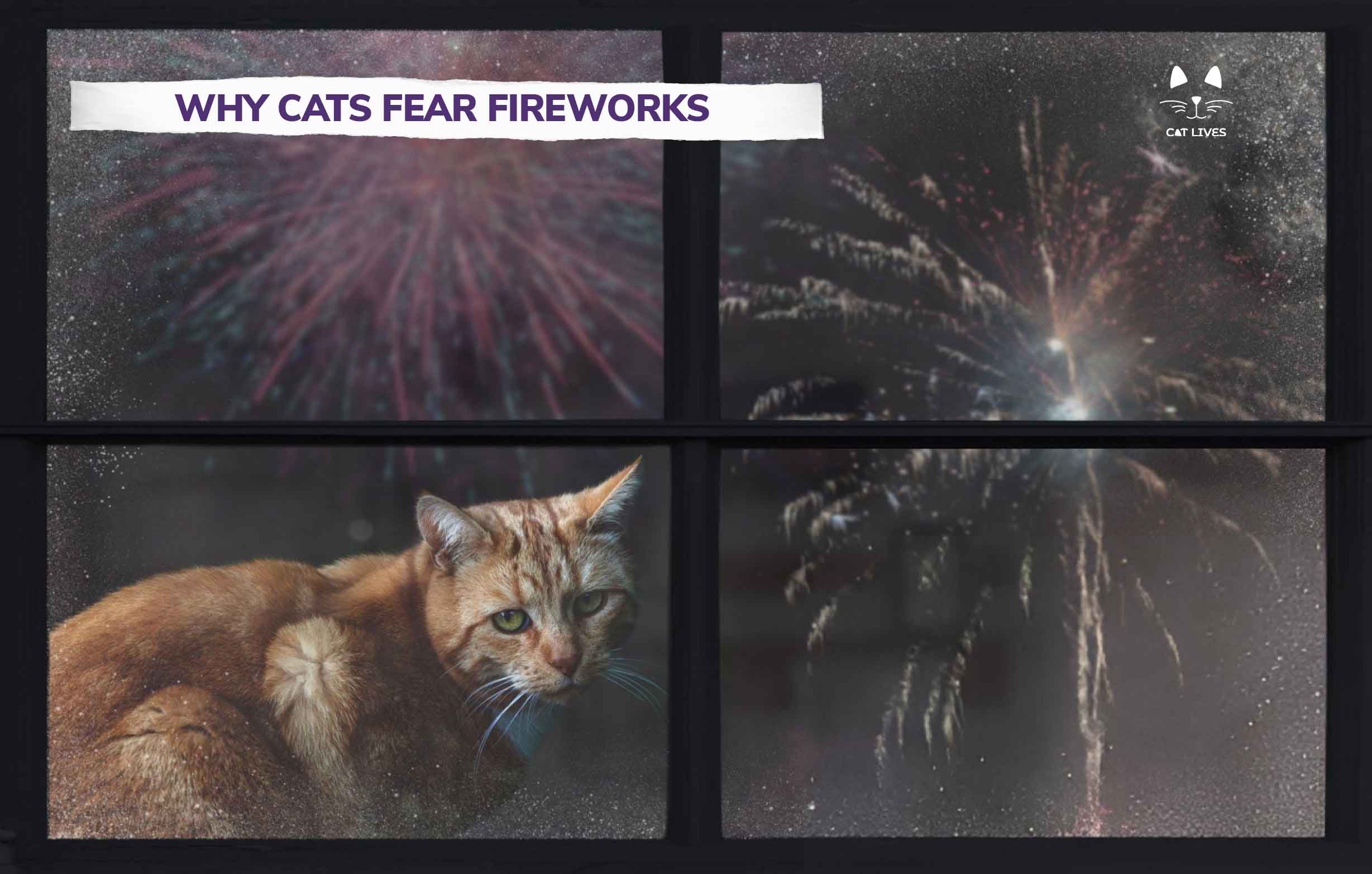 Fireworks Anxiety in cats: Tips to keep your kitty Safe and Calm