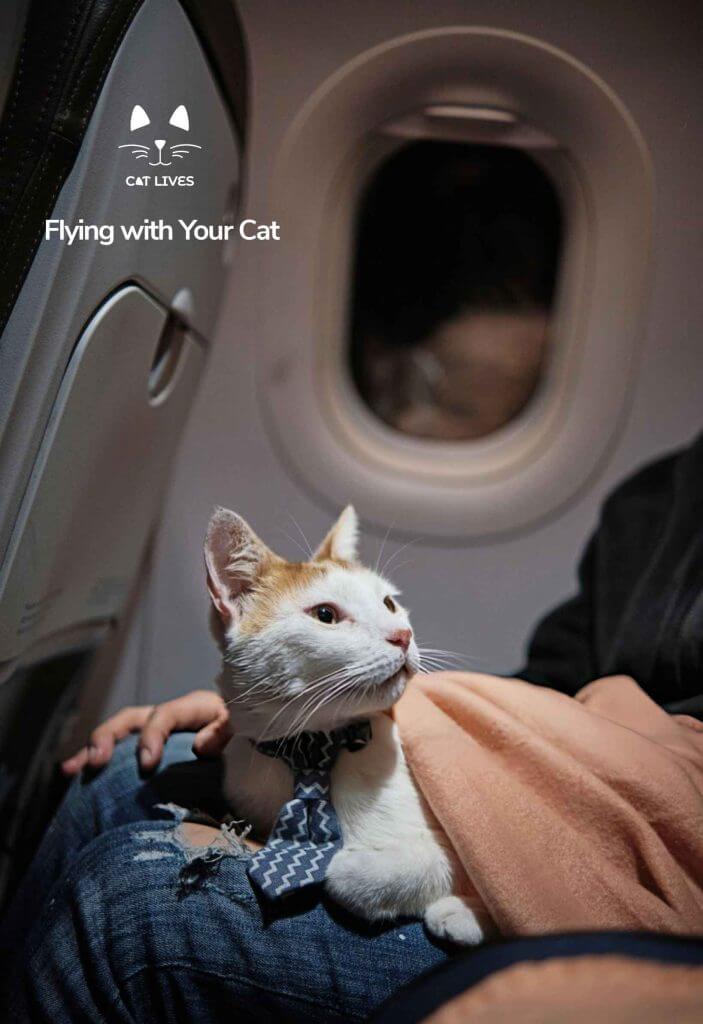 Traveling with Your Cat: The Top Guide to Stress-free Adventures