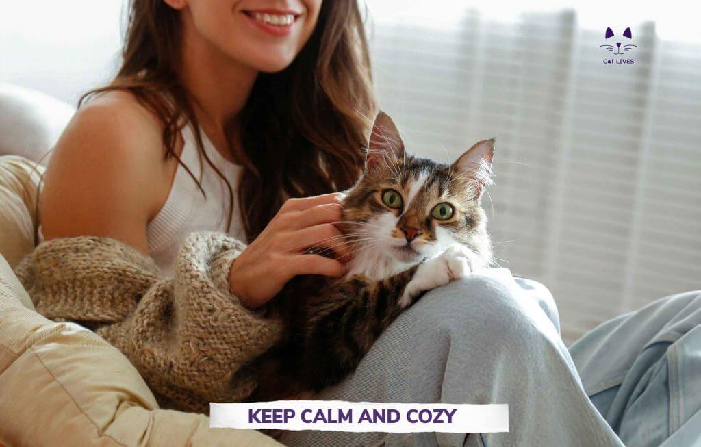 Anxiety in cats: Tips to keep your kitty Safe and Calm